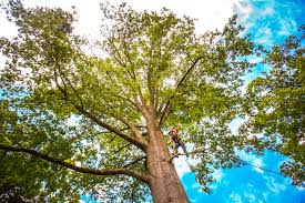 Best Tree Disease Treatment  in Alanes Ridge, CA