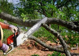 Best Hedge Trimming  in Alanes Ridge, CA