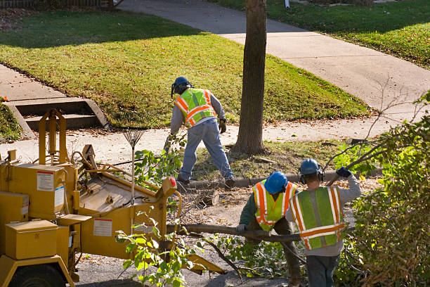 Trusted Acalanes Ridge, CA  Tree Services Experts