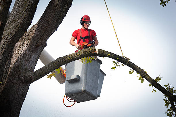 Best Storm Damage Tree Cleanup  in Alanes Ridge, CA