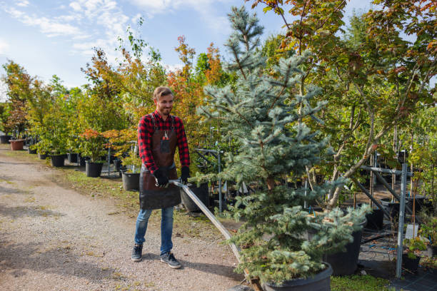 Best Fruit Tree Pruning  in Alanes Ridge, CA