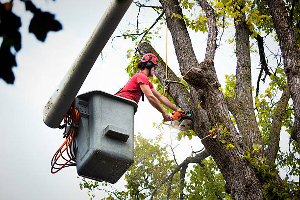 Best Tree Mulching Services  in Alanes Ridge, CA